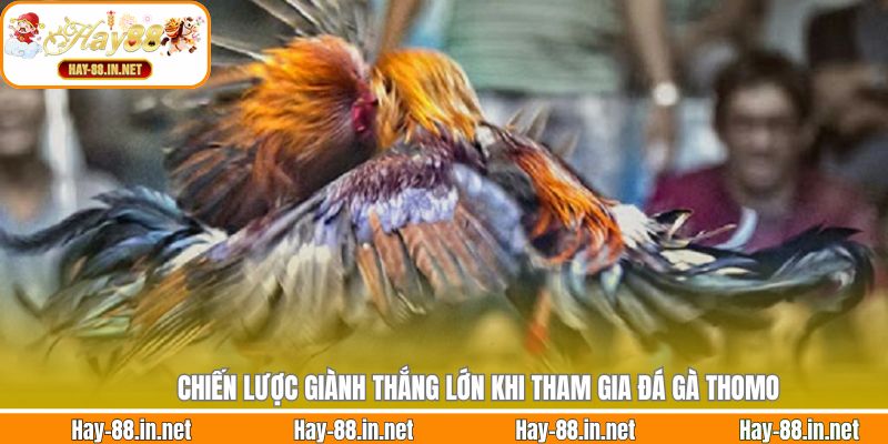 Chiến lược giành thắng lớn khi tham gia đá gà Thomo