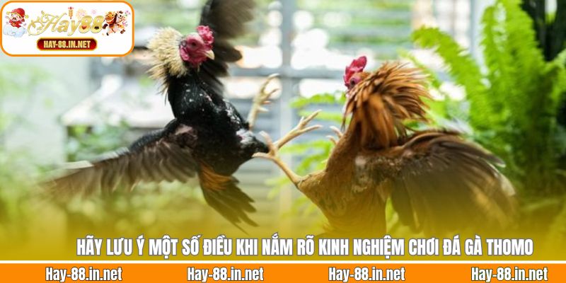 Hãy lưu ý một số điều khi nắm rõ kinh nghiệm chơi đá gà Thomo