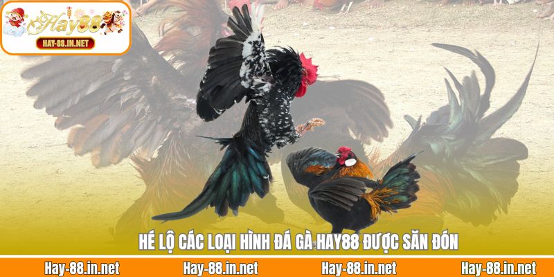 Hé lộ các loại hình đá gà Hay88 được săn đón