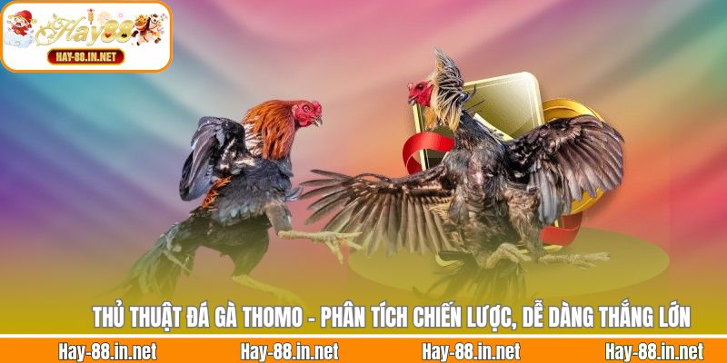Thủ Thuật Đá Gà Thomo - Phân Tích Chiến Lược, Dễ Dàng Thắng Lớn
