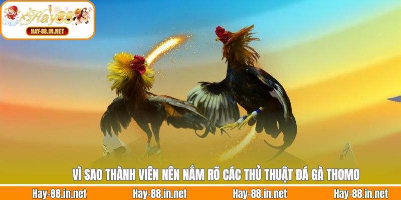 Vì sao thành viên nên nắm rõ các thủ thuật đá gà Thomo