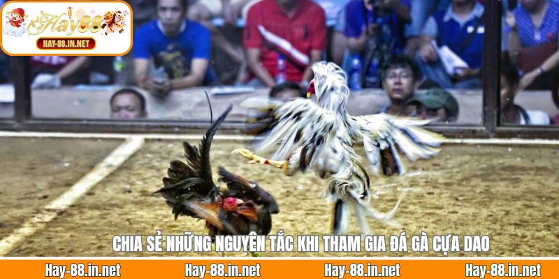 Chia sẻ những nguyên tắc khi tham gia đá gà cựa dao