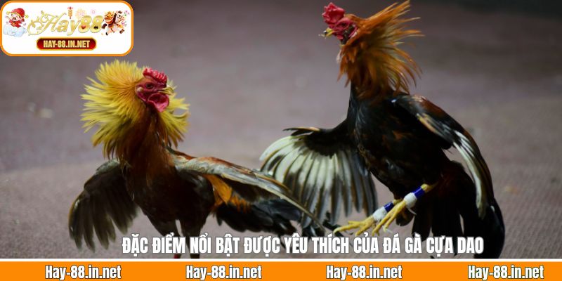 Đặc điểm nổi bật được yêu thích của đá gà cựa dao